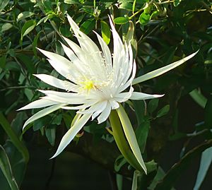 Cactus flower -- Epiphyllum hookeri.jpg