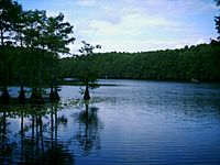 Caddo Lake- Cypress