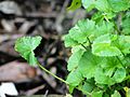 Centella asiatica in Karnataka