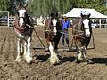 Clydesdales-harrows