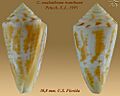 Conus anabathrum tranthami 2