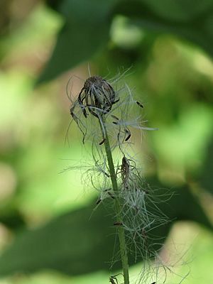 Crassocephalum crepidioides in Kadavoor