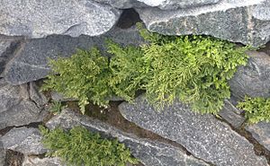 Cryptogramma cascadensis habit (Yarnell).jpg