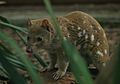 Dasyurus maculatus -Healesville Sanctuary, Australia-8a