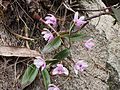 Dendrobium kingianum (leaves and flowers)