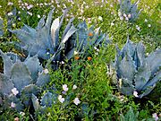 Desert Botanical Garden SW06