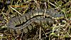 Diamondback Watersnake.jpg