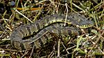 Diamondback Watersnake.jpg