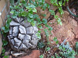 Dioscorea elephantipes.JPG