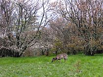 Doe-grazing-spence-field