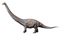 Dreadnoughtus NT small.jpg