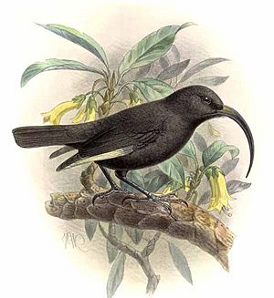 Drepanis funerea-Keulemans