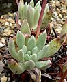 Dudleya caespitosa 2