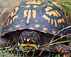 Eastern box turtle