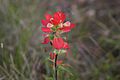 Entire Leaf Indian Paintbrush