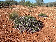 Eremophila incisa (habit)