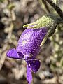 Eremophila strongylophylla flower close up