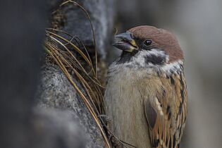 Eurasian Tree Sparrow Passer montanus Nathang Valley Sikkim India 03.11.2014