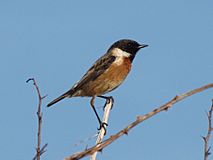 European Stonechat.jpg