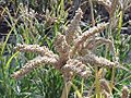 Finger millet 3 11-21-02