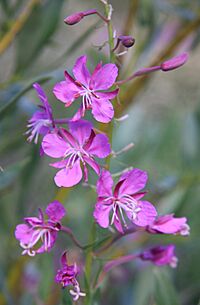 Fireweed Epilobium angustifolium flowerhead