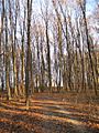 German hardwood forest