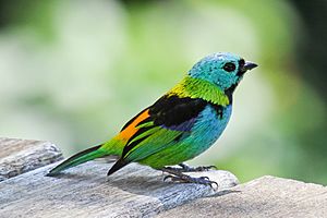 Green-headed Tanager Ubatuba.jpg