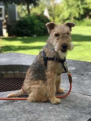 Grizzle and tan lakeland terrier