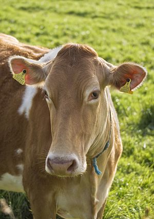 Guernsey cow