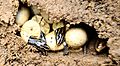 Hatching five-lined skinks