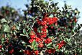 Ilex vomitoria fws