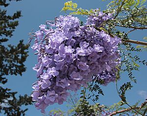 Jacaranda mimosifolia 5334.jpg