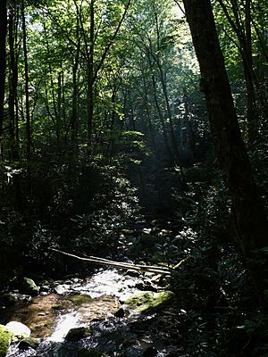 Joyce Kilmer Forest-27527-1