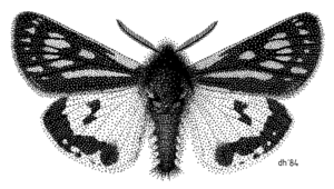 LEPI Arctiidae Metacria erichrysa