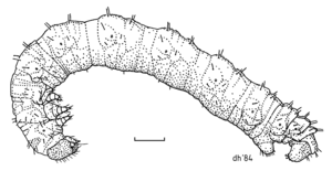 LEPI Geometridae Arctesthes catapyrrha larva