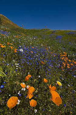 Lake elsinore wildflowers