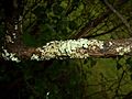 Lichen on Lilac bush