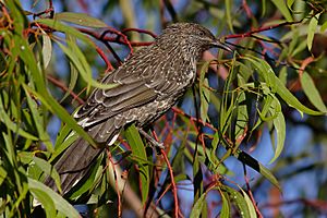 Little wattlebird on eucalypt