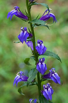 Lobelia siphilitica