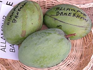 Mango AlampurBaneshan Asit fs.jpg