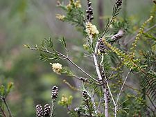 Melaleuca nodosa (leaves, flower,fruits)