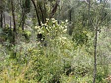 Melaleuca pallida habit(1)