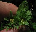 Mertensia virginica seeds