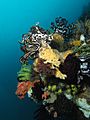 Multiple crinoids occupying the reef of Nusa Kode Island