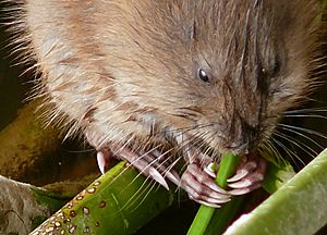 Muskrat eating plant