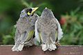 Noisy Miner siblings