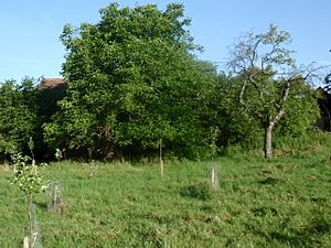 Ořešák královský (Juglans regia)