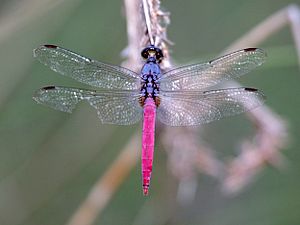 Orthetrum migratum 3239.jpg