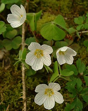 Oxalis acetosella jfg