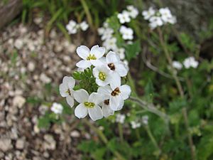 Pachymitus cardaminoides.jpg